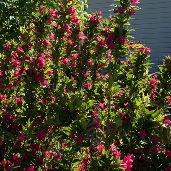 Weigela Red Prince, Weigelia à fleurs Rouge/ - feuillage Caduc - Pot de 7,5L - 60/80 cm - Image 3