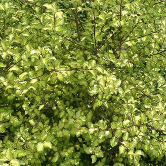 Pittosporum Abbotsbury Gold, Pittospore - Pot de 7,5L - 60/80 cm