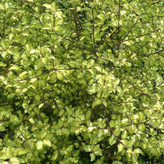 Pittosporum Abbotsbury Gold, Pittospore - Pot de 7,5L - 60/80 cm - Image 1