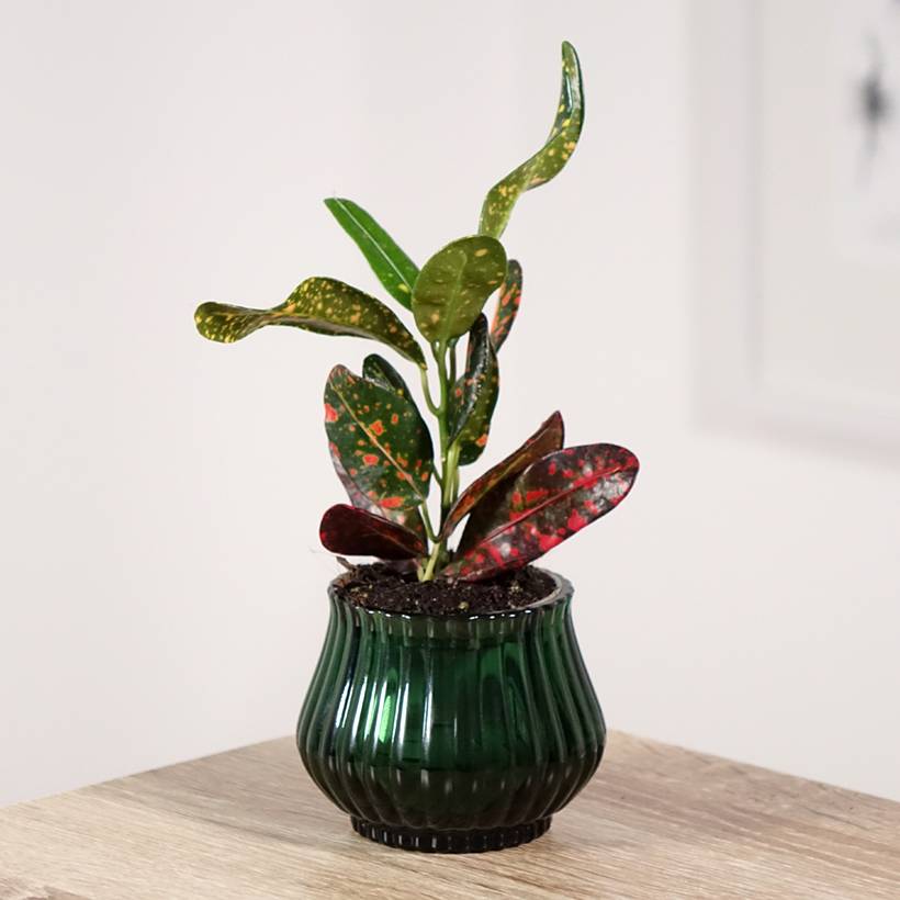 Croton Mammie - Codiaeum Mini-plante - Jardiland