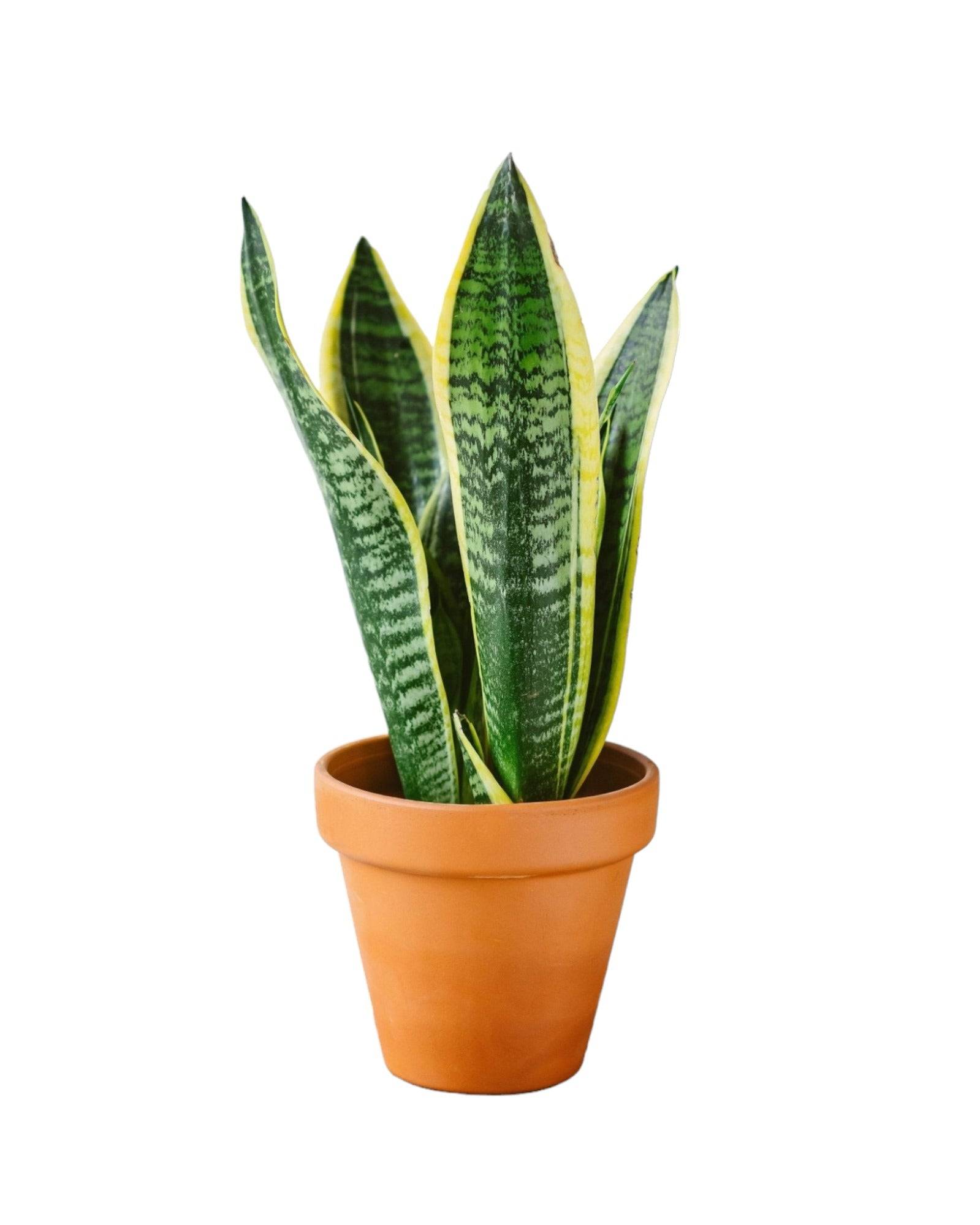 La Green Touch - Sansevieria futura superba 30cm - Plante d'intérieur- La Green Touch - Image 3