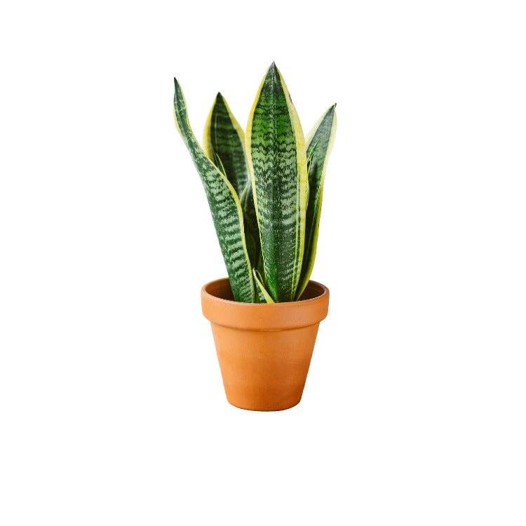 La Green Touch - Sansevieria futura superba 30cm - Plante d'intérieur- La Green Touch - Image 4