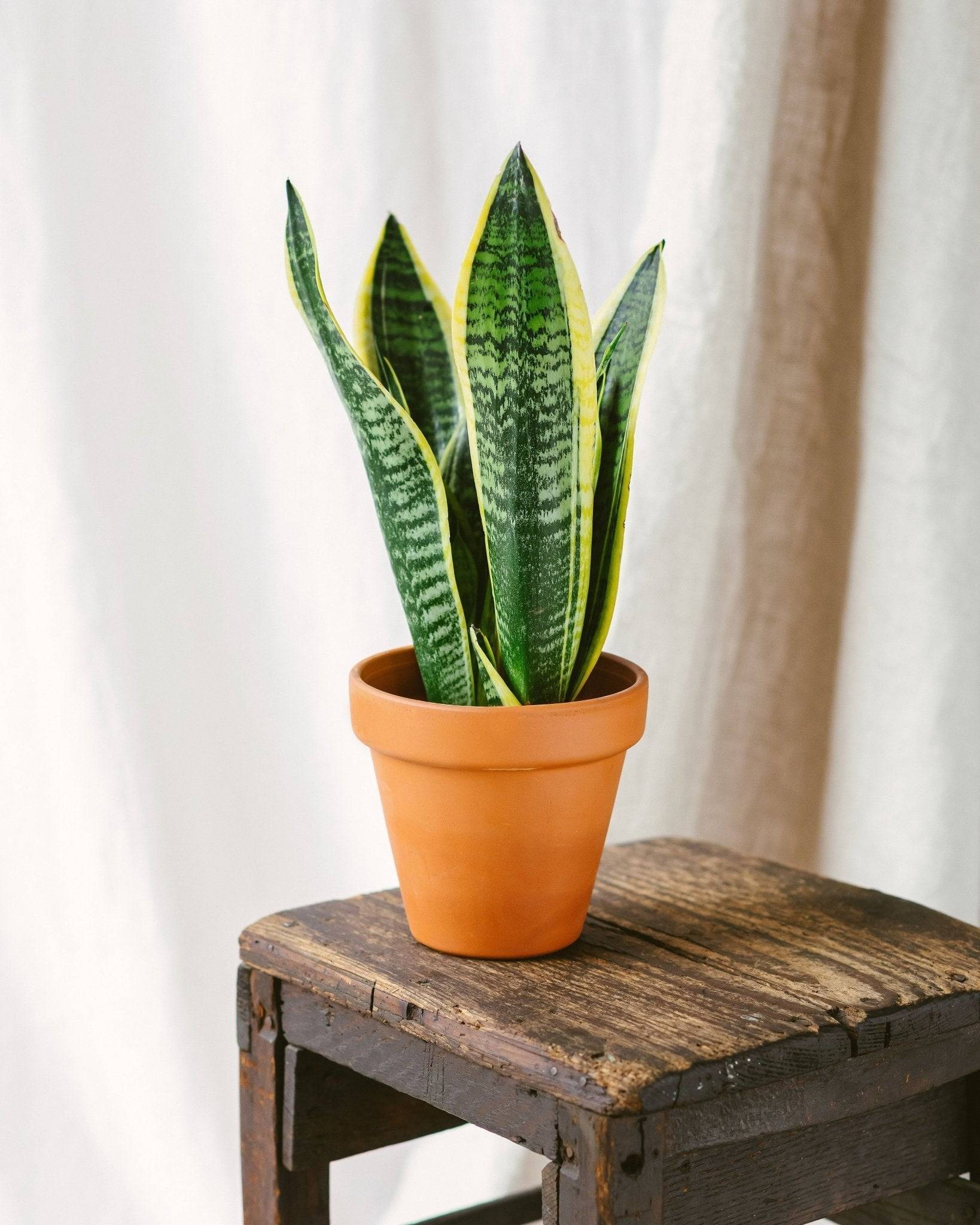 La Green Touch - Sansevieria futura superba 30cm - Plante d'intérieur- La Green Touch - Image 2