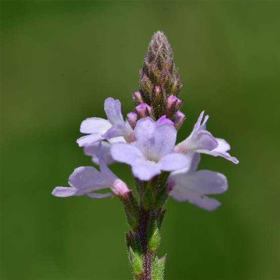 Verveine officinale BIO - Verbena officinalis Godet de 7/8 cm