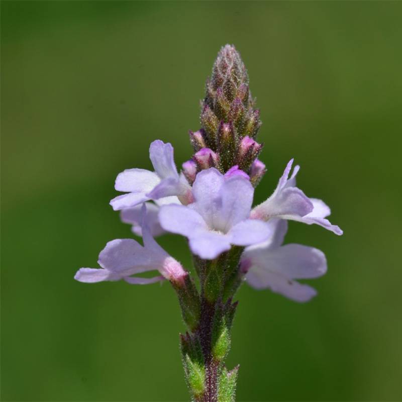 Verveine officinale BIO - Verbena officinalis Godet de 7/8 cm