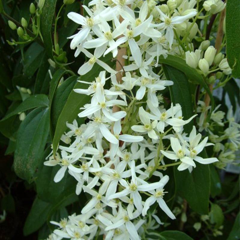 Promesse de Fleurs - Clématite - Clematis armandii Little White Charm Pot de 2L/3L