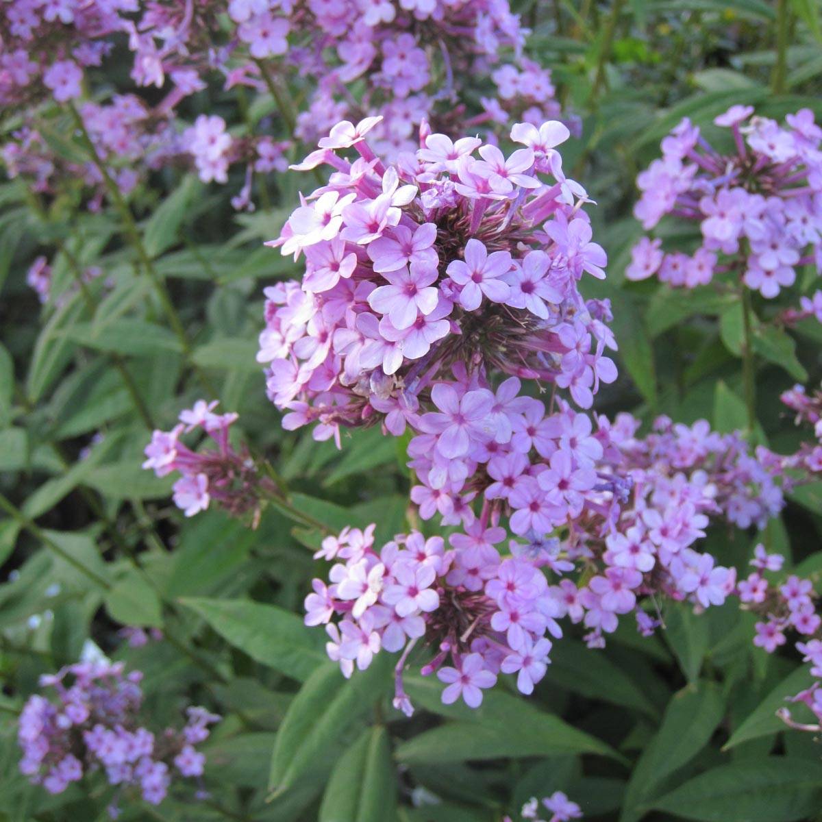 Phlox paniculata Jeana - Phlox paniculé bleu lavande pâle Godet de 8/9 cm