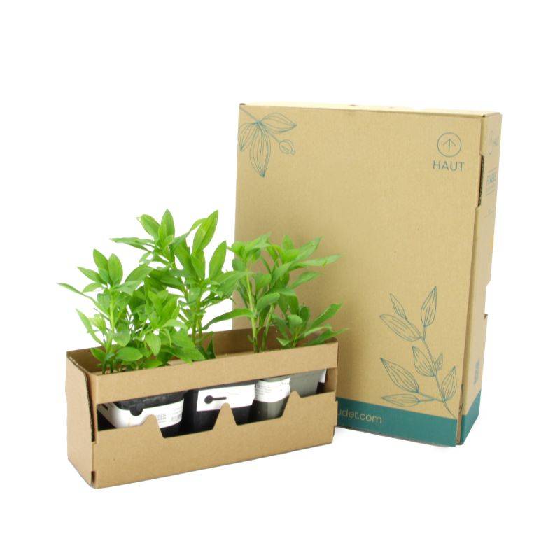 3 Alstroemères 'Charles' (Alstroemeria 'Charles') - Lot de 3 vivaces - Pépinières Naudet - Image 5