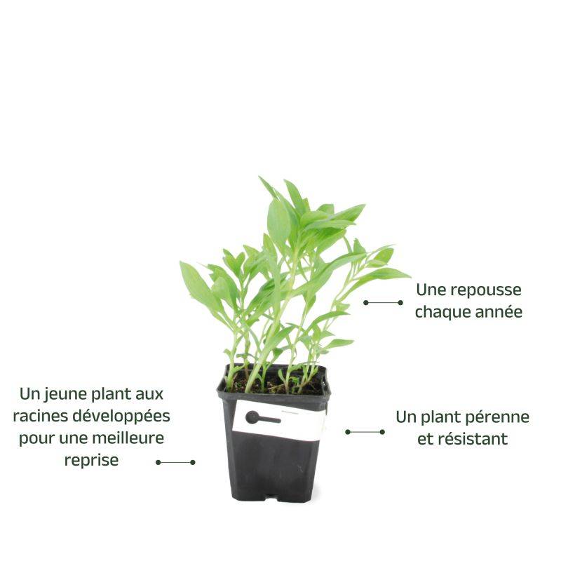 3 Alstroemères 'Charles' (Alstroemeria 'Charles') - Lot de 3 vivaces - Pépinières Naudet - Image 3