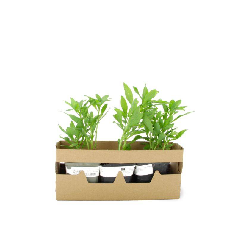 3 Alstroemères 'Charles' (Alstroemeria 'Charles') - Lot de 3 vivaces - Pépinières Naudet - Image 4