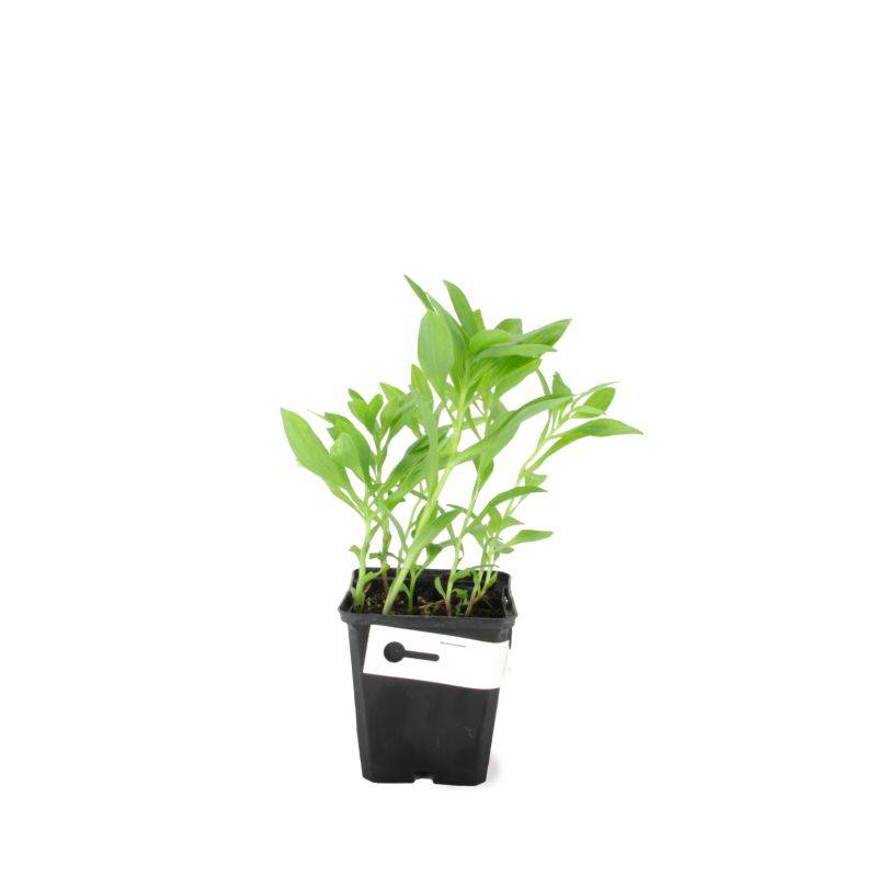 3 Alstroemères 'Charles' (Alstroemeria 'Charles') - Lot de 3 vivaces - Pépinières Naudet - Image 2
