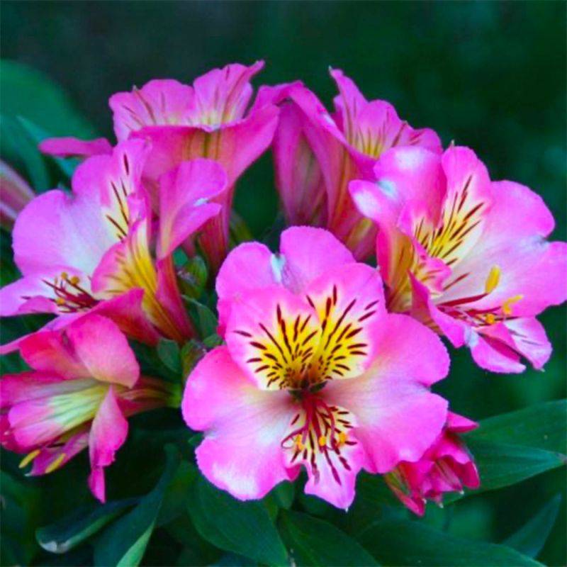 3 Alstroemères 'Charles' (Alstroemeria 'Charles') - Lot de 3 vivaces - Pépinières Naudet - Image 1