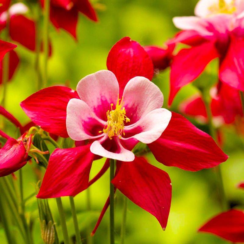 3 Ancolies 'Crimson Star' (Aquilegia 'Crimson Star') - Lot de 3 vivaces - Pépinières Naudet - Imagen 1