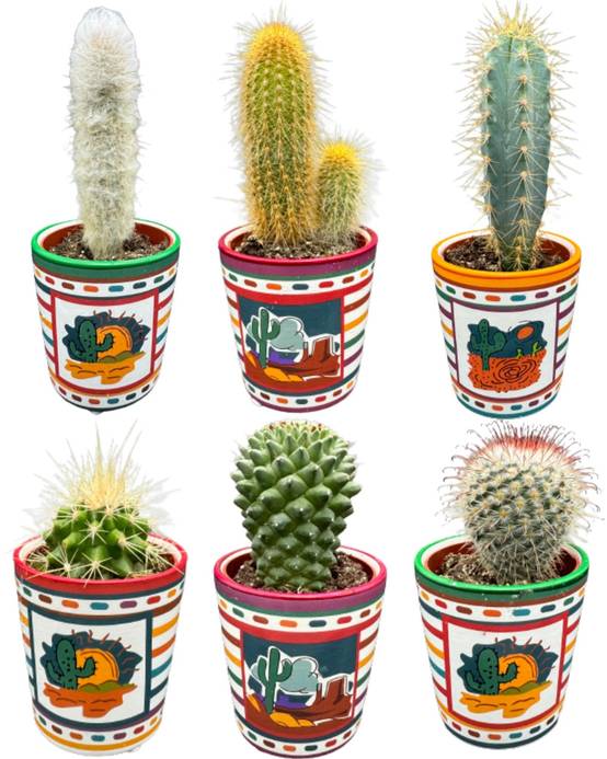 La Green Touch - Ensemble de 6 Cactus du Mexique- La Green Touch - Image 1