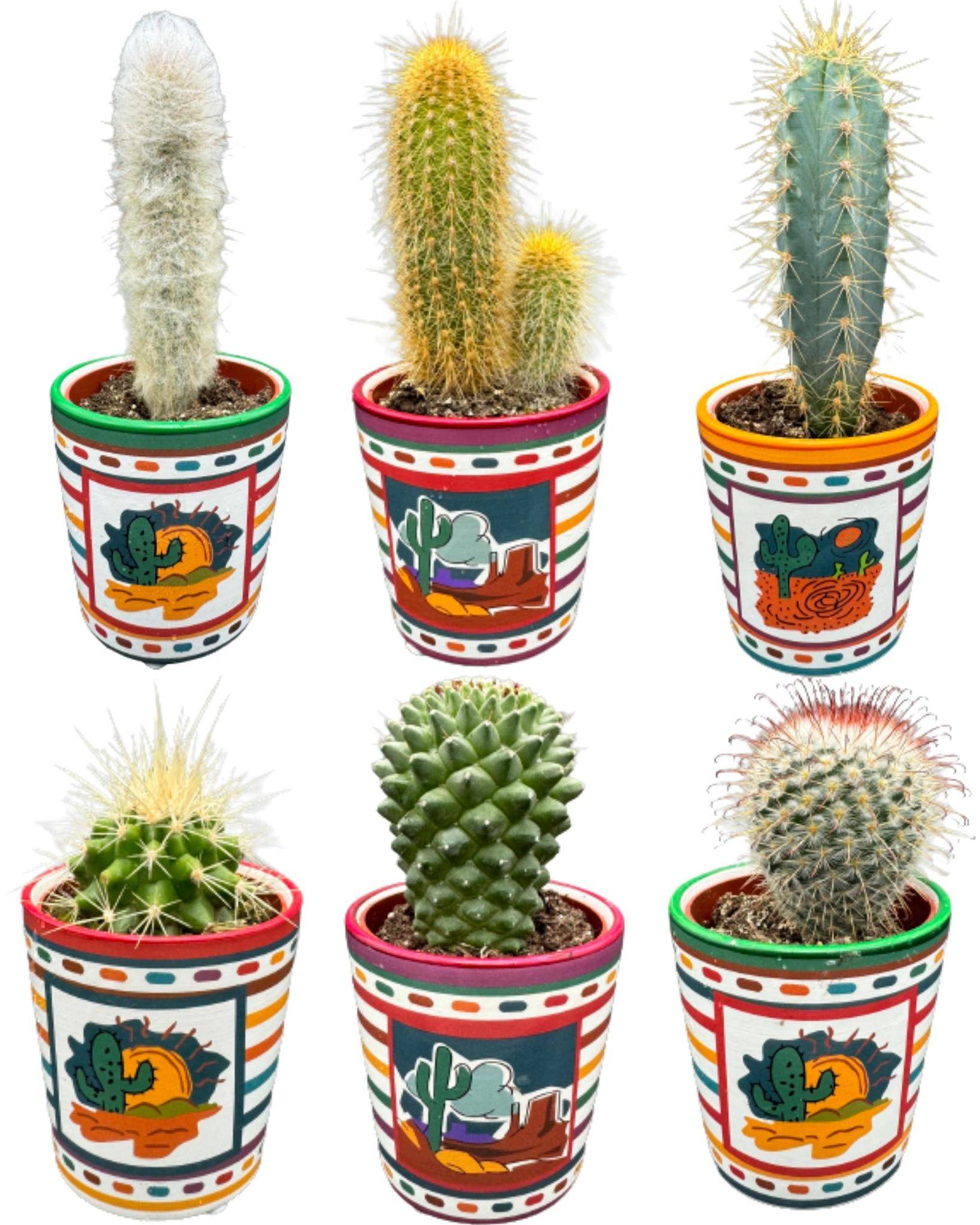 La Green Touch - Ensemble de 6 Cactus du Mexique- La Green Touch - Image 1