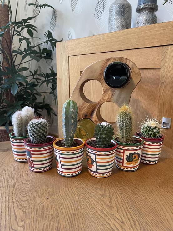 La Green Touch - Ensemble de 6 Cactus du Mexique- La Green Touch - Image 2