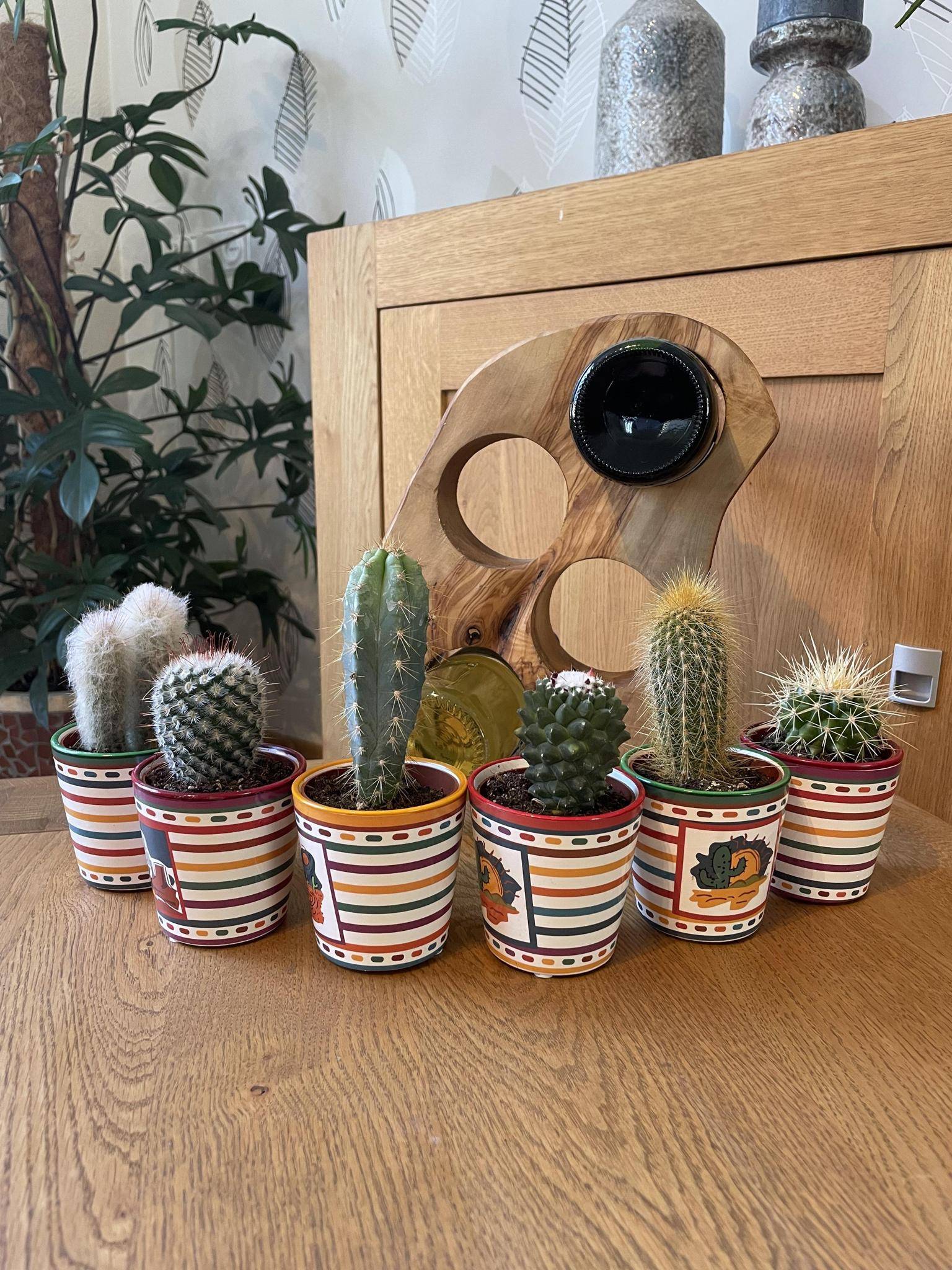 La Green Touch - Ensemble de 6 Cactus du Mexique- La Green Touch - Image 2