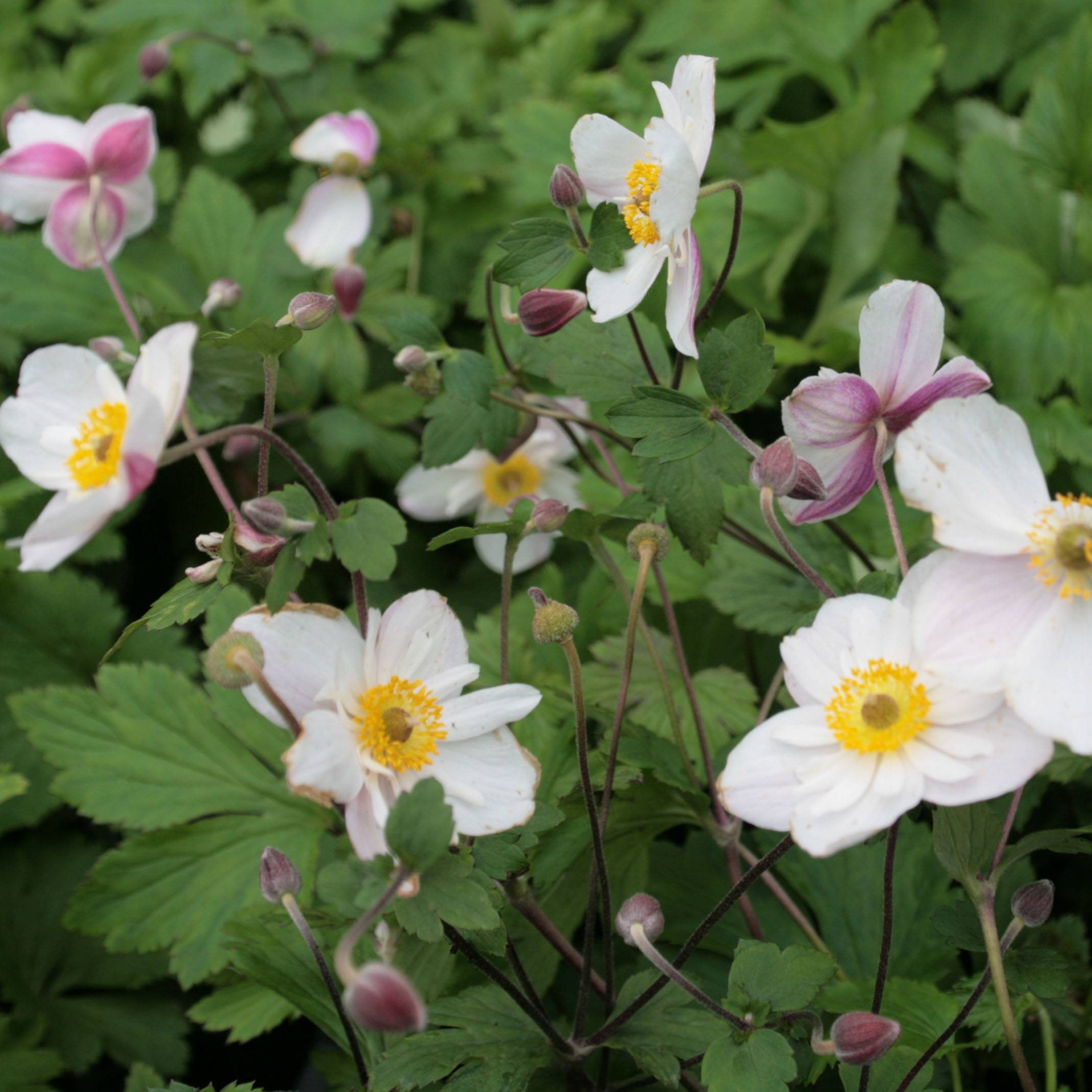 Anemone hybride Dainty Swan - Anémone japonaise bicolore Godet de 8/9 cm
