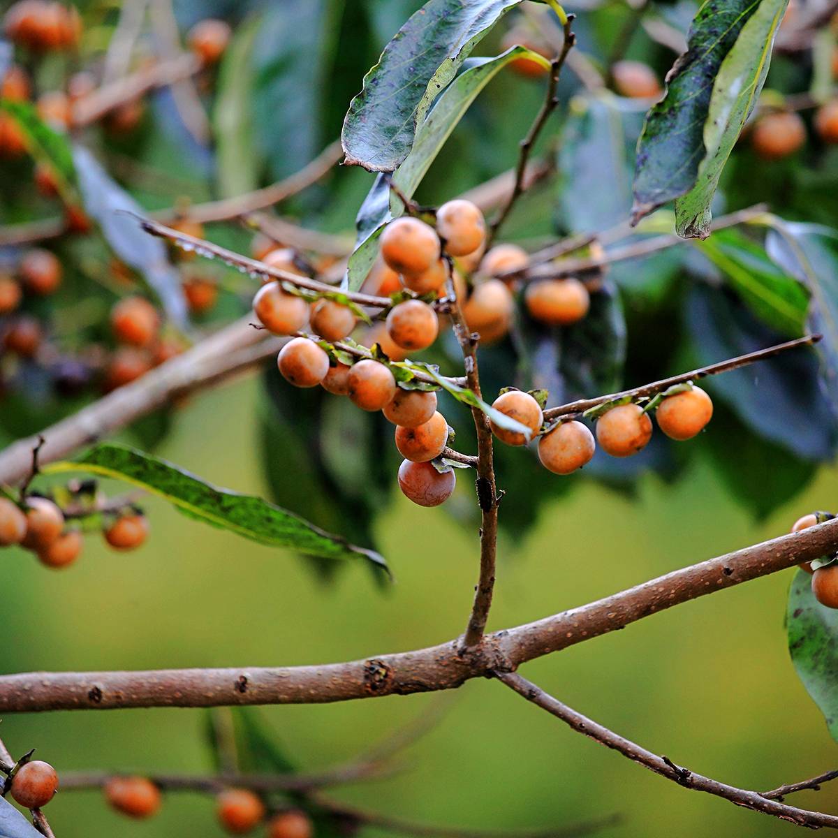 Promesse de Fleurs - Plaqueminier, Kaki - Diospyros lotus Pot de 3L/4L