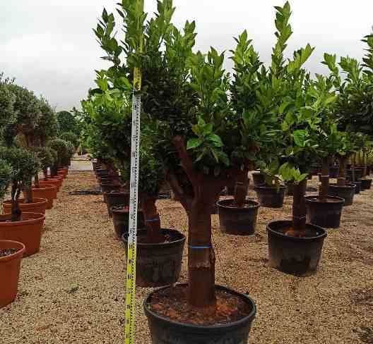 Sans Marque - Citrus limon (citronnier) Taille:Pot 130L - 150/175cm - Péri 40/50 - Imagen 7