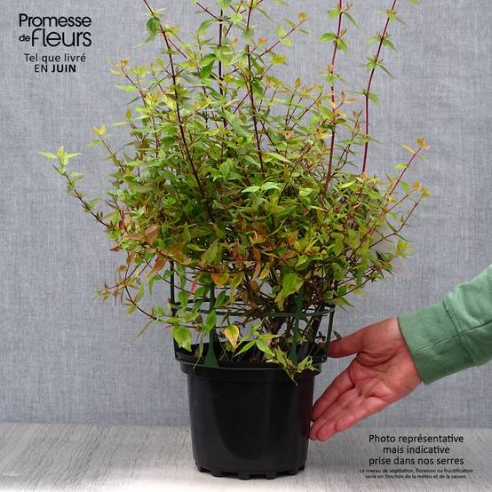 Abélia grandiflora Kaléidoscope Pot de 2L/3L - Image 2