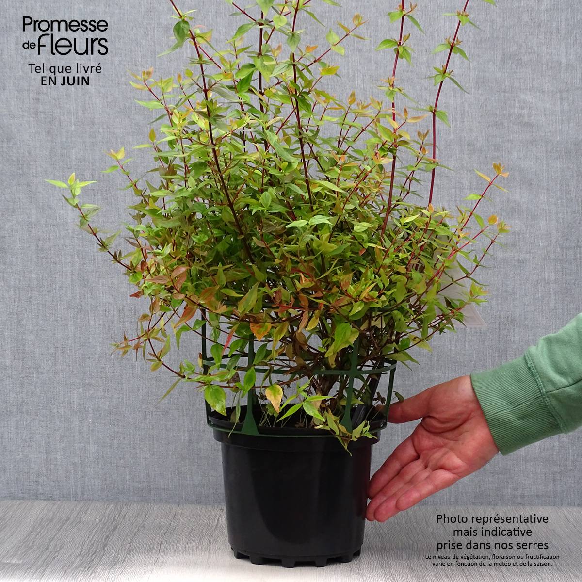 Abélia grandiflora Kaléidoscope Pot de 2L/3L - Image 2