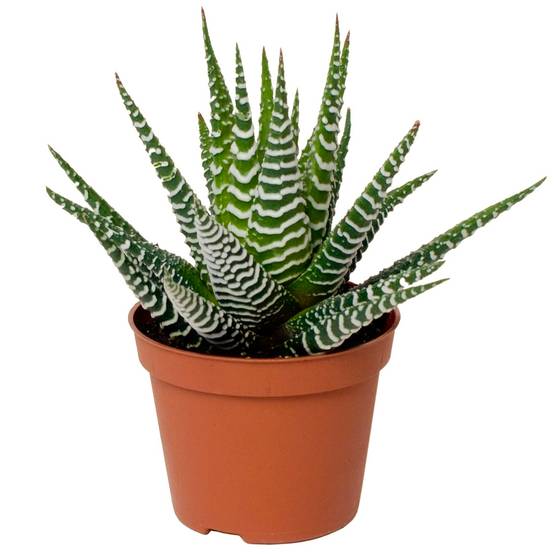 Gardenersdream - Haworthia Fasciata Big Band Plante Zèbre Succulente Pour La Maison Ou Le Bureau (En Pot 15-25 Cm) - GardenersDream - Image 1