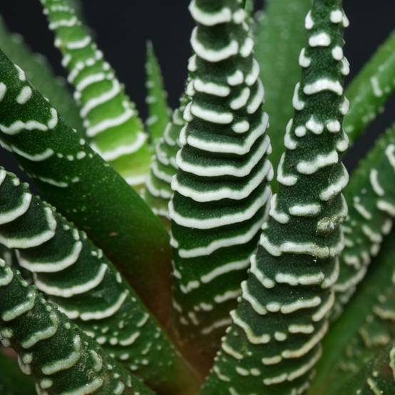 Gardenersdream - Haworthia Fasciata Big Band Plante Zèbre Succulente Pour La Maison Ou Le Bureau (En Pot 15-25 Cm) - GardenersDream - Image 2