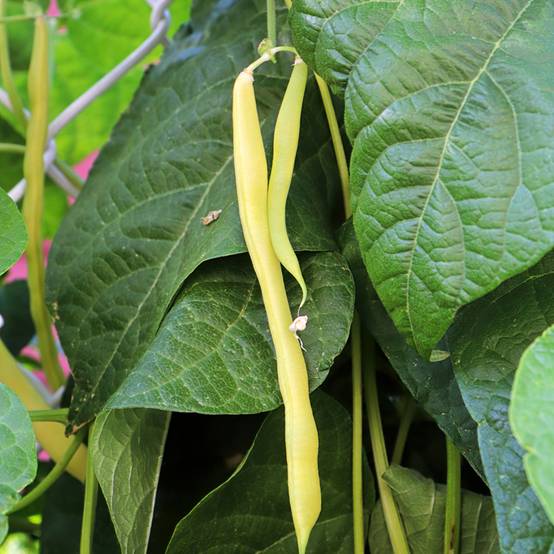 Haricot à rames mangetout beurre Merveille de Venise ou Or du Rhin le sachet de 200 graines environ (100g)
