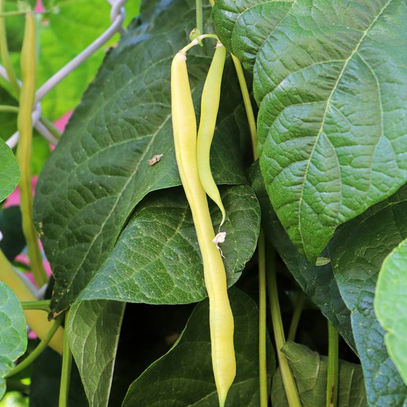 Haricot à rames mangetout beurre Merveille de Venise ou Or du Rhin  le sachet de 200 graines environ (100g)