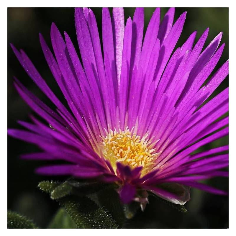 Delosperma cooperi à fleurs Violette - feuillage Persistant - - hauteur à maturité De 0,15 m à 0,50 m - Image 2