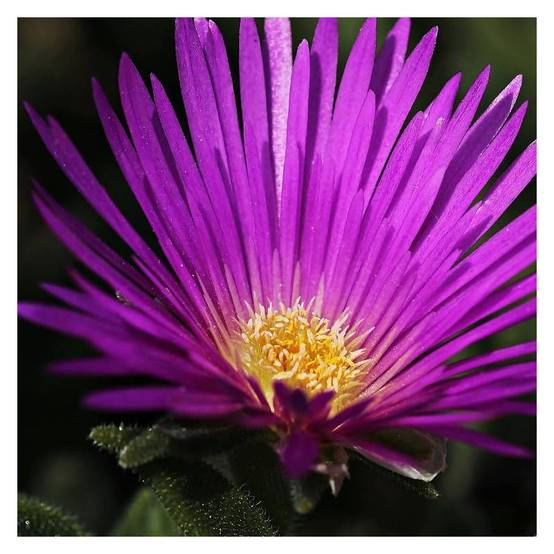 Delosperma cooperi à fleurs Violette - feuillage Persistant - - hauteur à maturité De 0,15 m à 0,50 m - Image 1