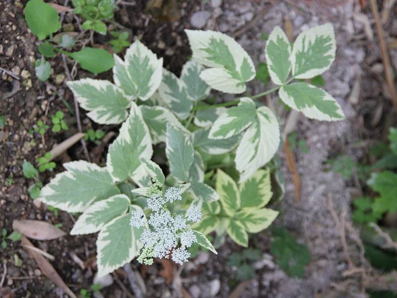 Aegopodium podagraria Variegata - Herbe aux goutteux panachée Godet de 7/8 cm