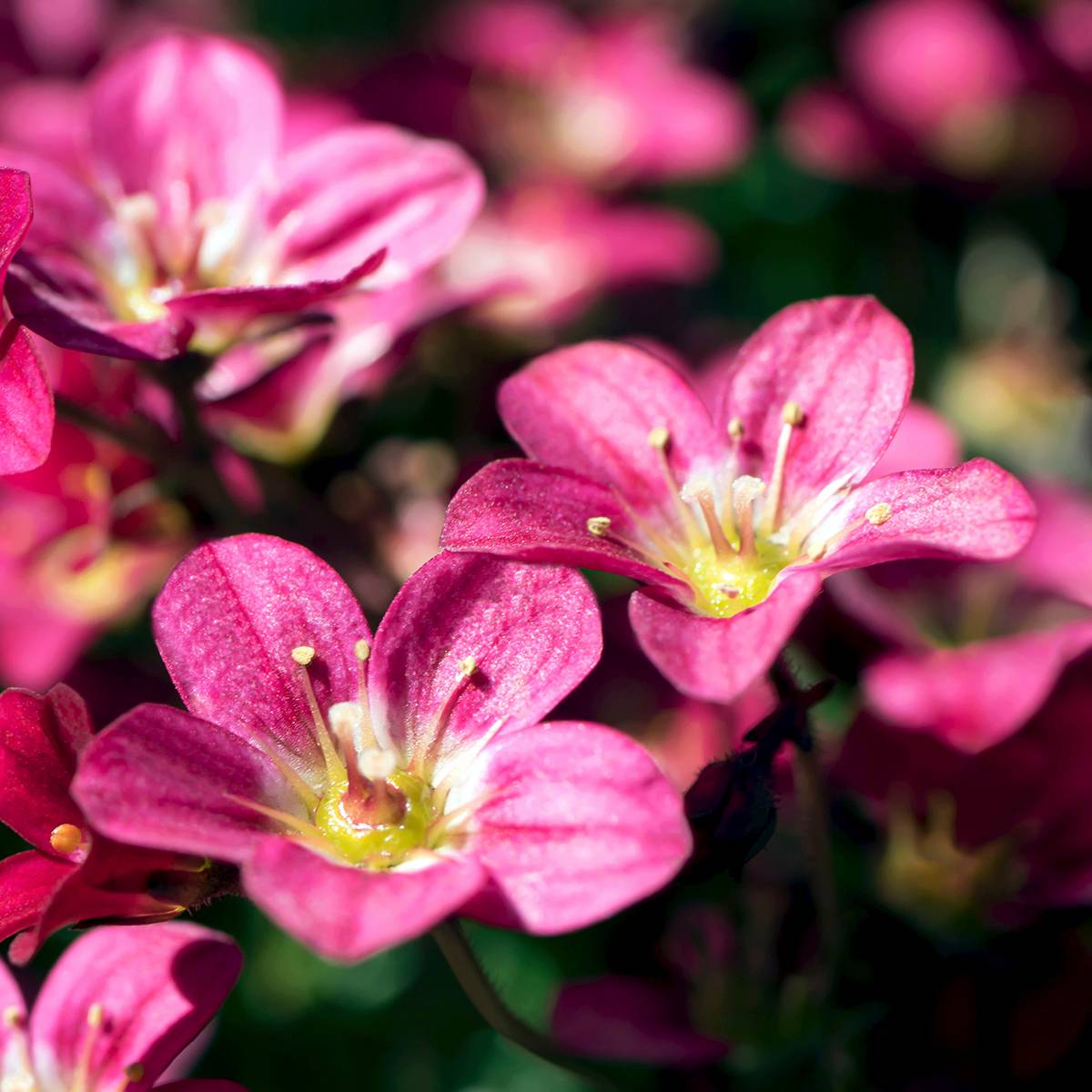 Saxifraga arendsii Peter Pan - Saxifrage mousse Godet de 8/9 cm