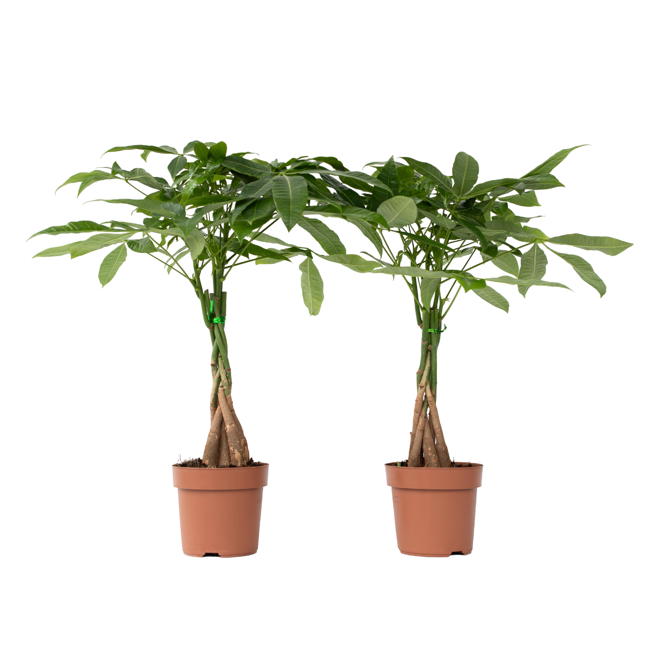Arbre à argent - Set de 2 - Pachira aquatica - Hauteur 60-70cm - ⌀17cm - Image 1