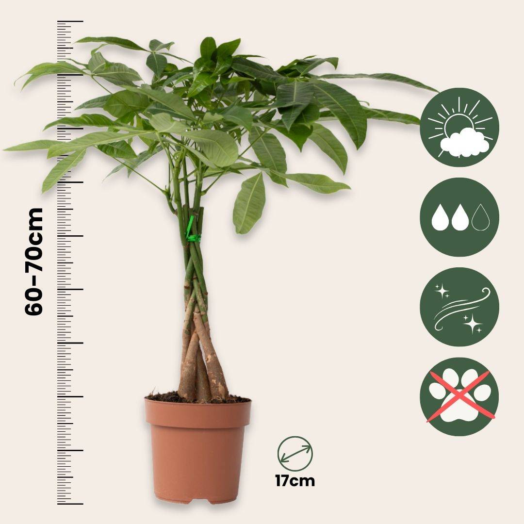 Arbre à argent - Set de 2 - Pachira aquatica - Hauteur 60-70cm - ⌀17cm - Image 6
