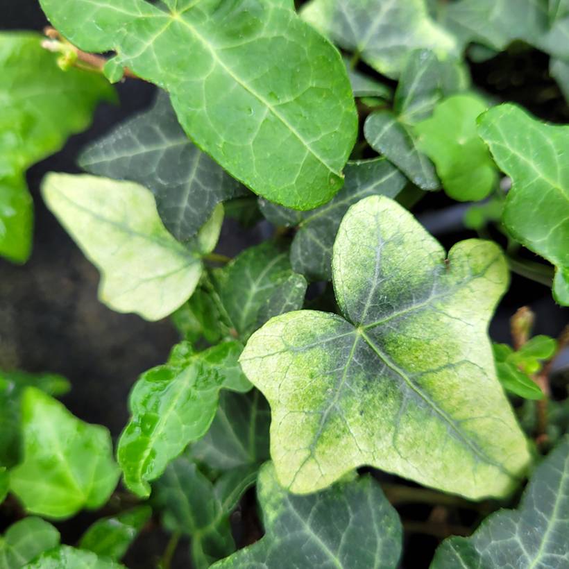 Promesse de Fleurs - Lierre commun - Hedera helix Frosty Godet de 8/9 cm