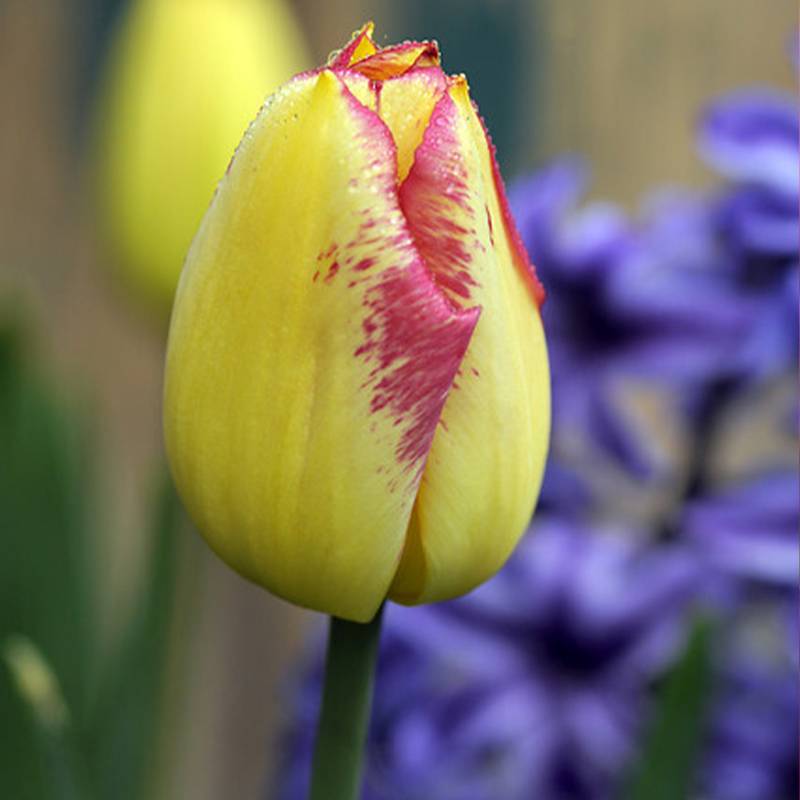 Promesse de Fleurs - Tulipe Triomphe Boston Bulbe calibre 12+ (par 10)