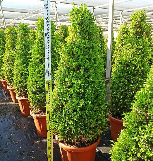 Sans Marque - Buxus macrophylla 'Rotundifolia' (Buis commun 'Rotundifolia') Couleur floraison:Blanc - Taille:Pot de 40 litres - 130/150 cm - Image 1