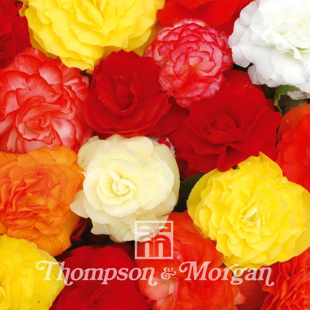 Graines de Bégonia tubéreux Non-Stop Mixed F1 - Begonia x tuberhybrida Graines