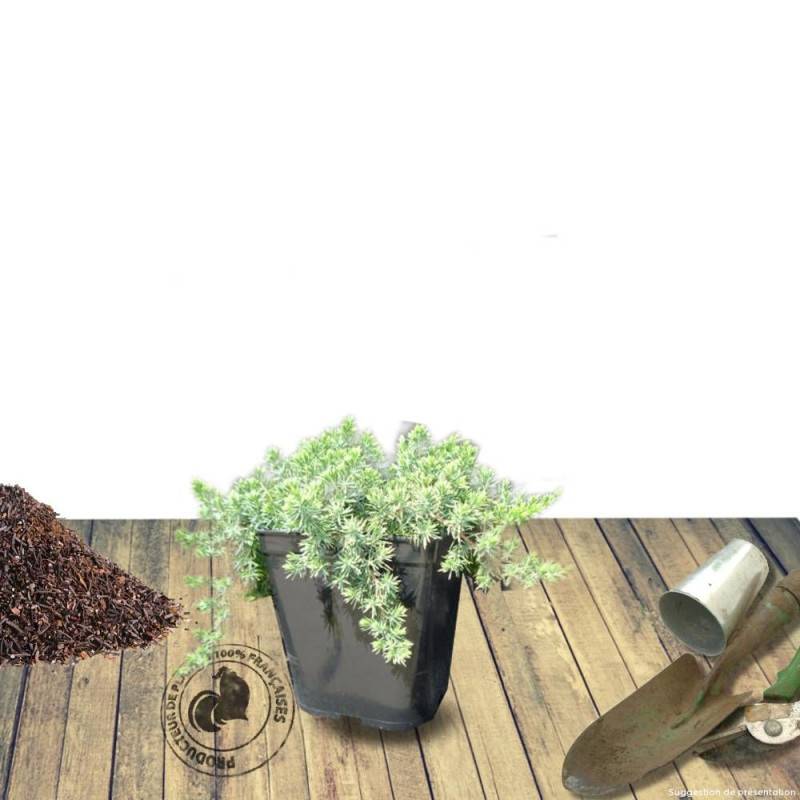 Genévrier des plages Blue Pacific, Juniperus - Pot de 3L - 20/40 cm - Imagen 3