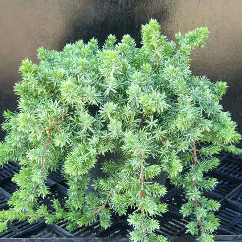 Genévrier des plages Blue Pacific, Juniperus - Pot de 3L - 20/40 cm - Imagen 1