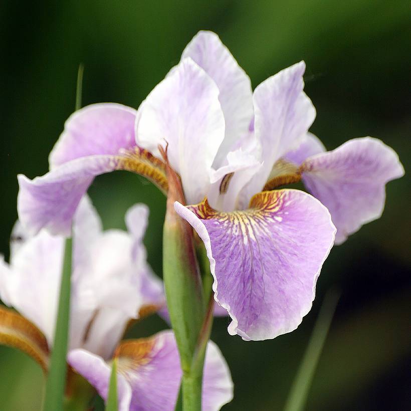 Promesse de Fleurs - Iris sibirica Dance Ballerina Dance - Iris de Sibérie Godet de 8/9 cm