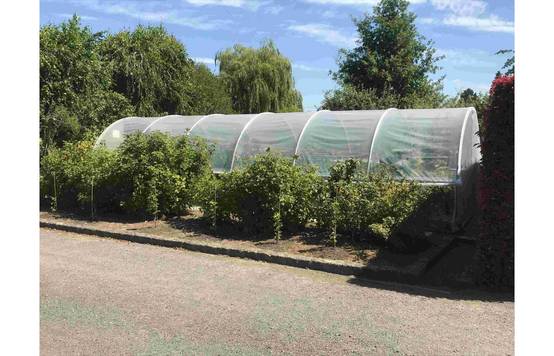 Serre tunnel de jardin - 33m² - 3,7 x 9 m - pieds arrondis - polyéthylène haute densité - aérations latérales - LES SERRES TONNEAU - Image 8