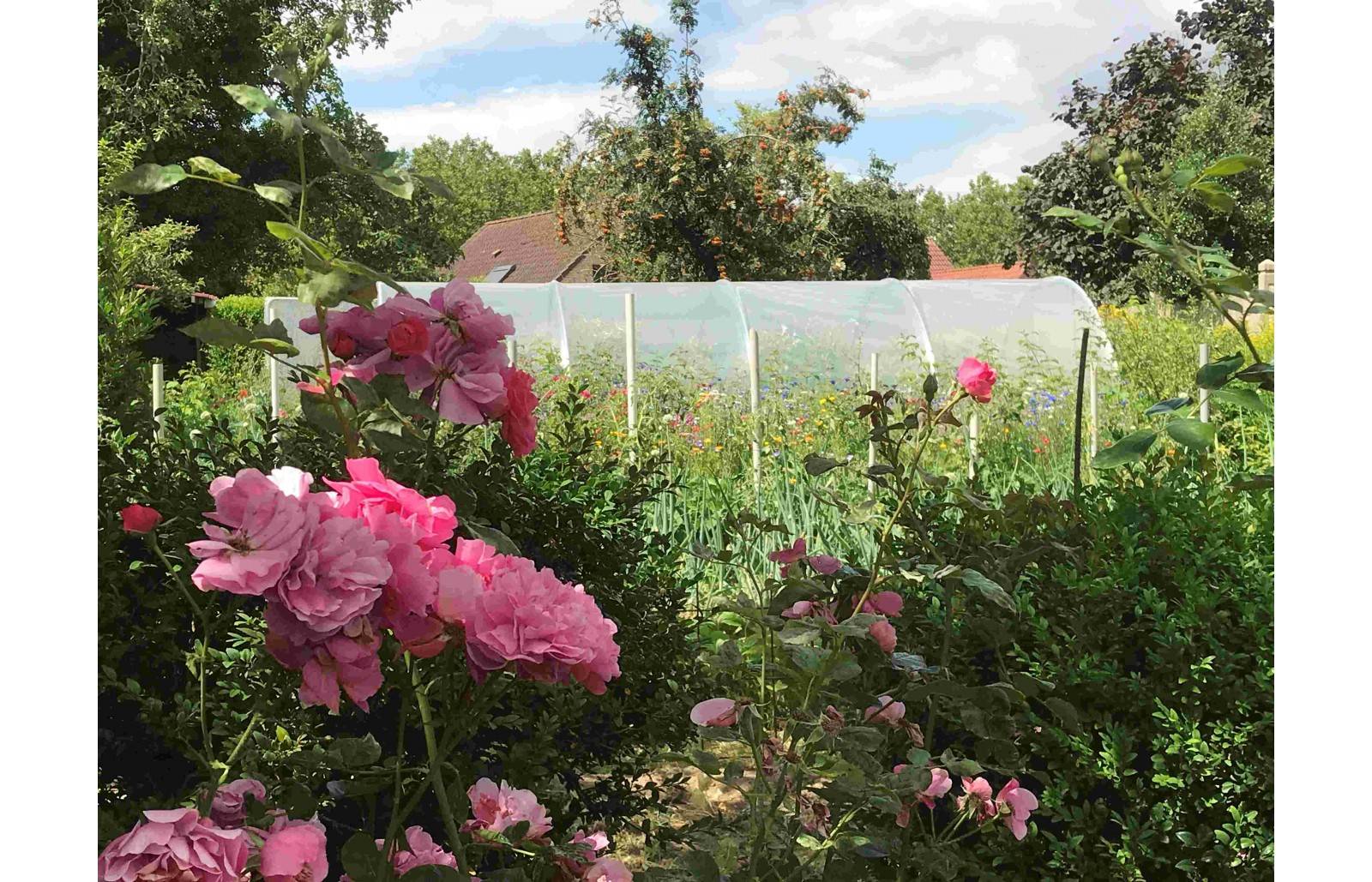 Serre tunnel de jardin - 33m² -  3,7 x 9 m - pieds arrondis - polyéthylène haute densité - aérations latérales - LES SERRES TONNEAU - Image 3