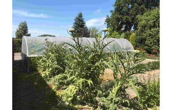 Serre tunnel de jardin - 33m² - 3,7 x 9 m - pieds arrondis - polyéthylène haute densité - aérations latérales - LES SERRES TONNEAU - Image 9