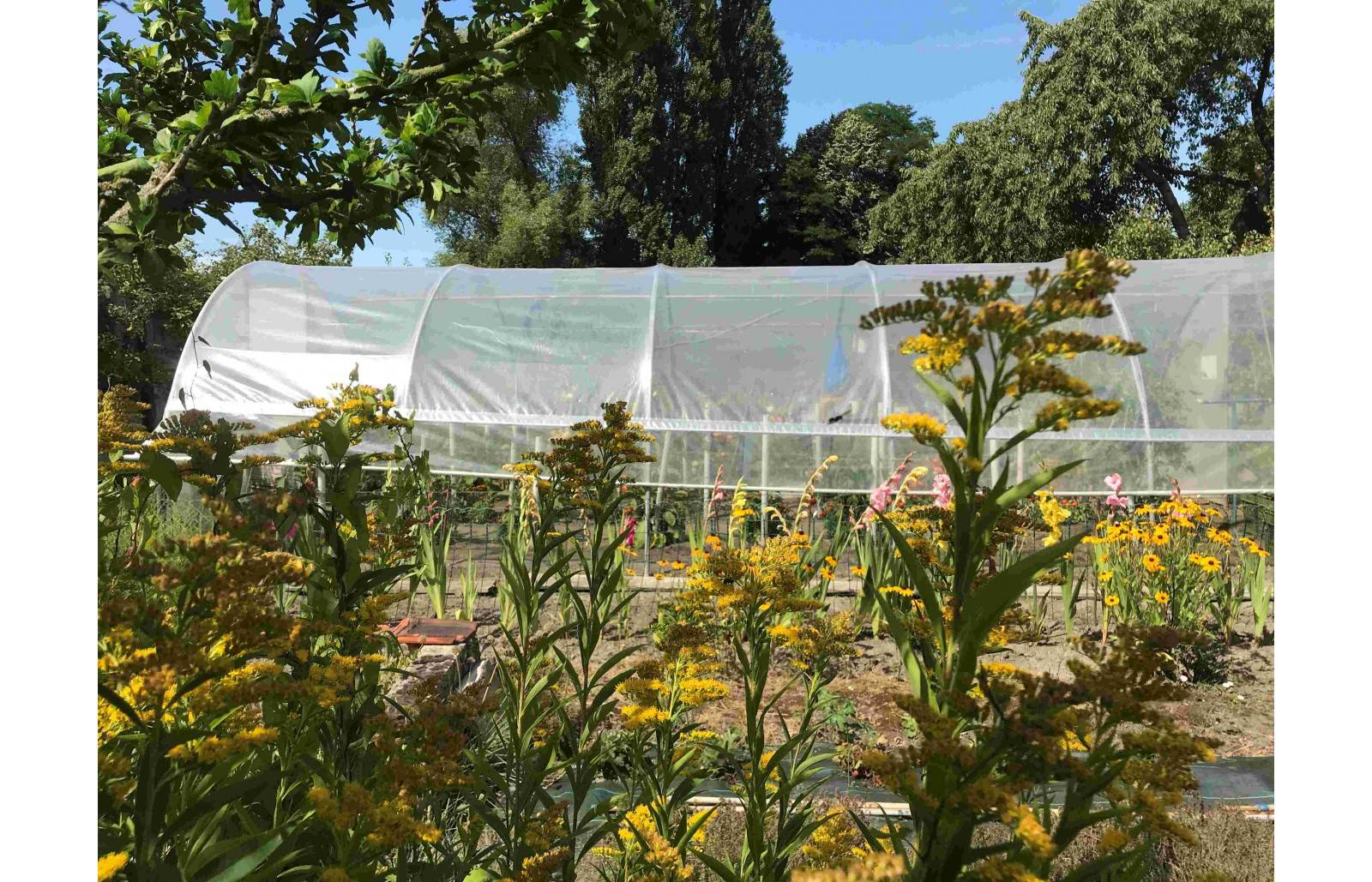 Serre tunnel de jardin - 33m² - 3,7 x 9 m - pieds arrondis - polyéthylène haute densité - aérations latérales - LES SERRES TONNEAU - Image 10