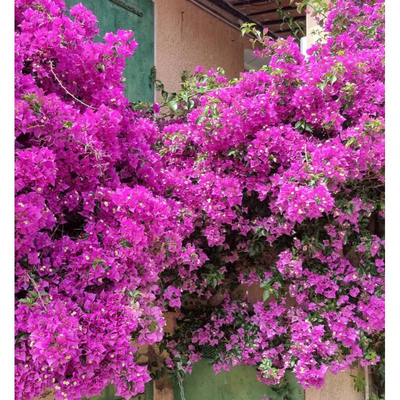 Bougainvillier Violet de Mèze à fleurs Rose - feuillage Caduc - Pot de 3L - Echelle bambou 60/120 cm-  hauteur à maturité De 2,00 m à 2,50 m - Image 5
