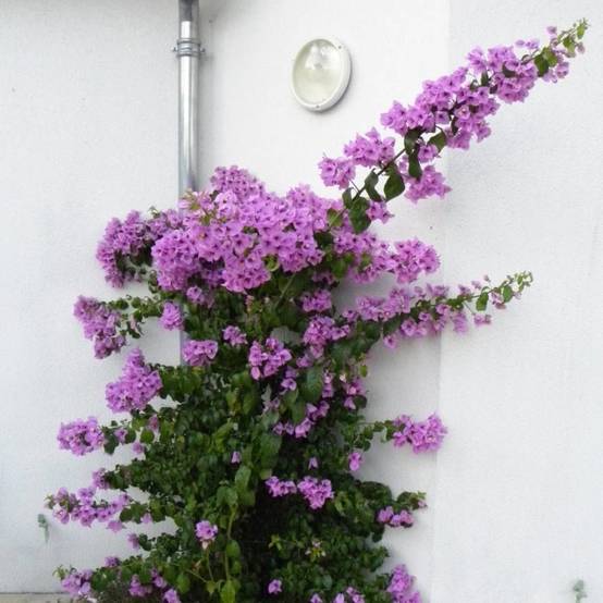 Bougainvillier Violet de Mèze à fleurs Rose - feuillage Caduc - Pot de 3L - Echelle bambou 60/120 cm- hauteur à maturité De 2,00 m à 2,50 m - Image 2
