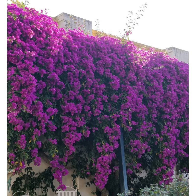 Bougainvillier Violet de Mèze à fleurs Rose - feuillage Caduc - Pot de 3L - Echelle bambou 60/120 cm-  hauteur à maturité De 2,00 m à 2,50 m - Image 8